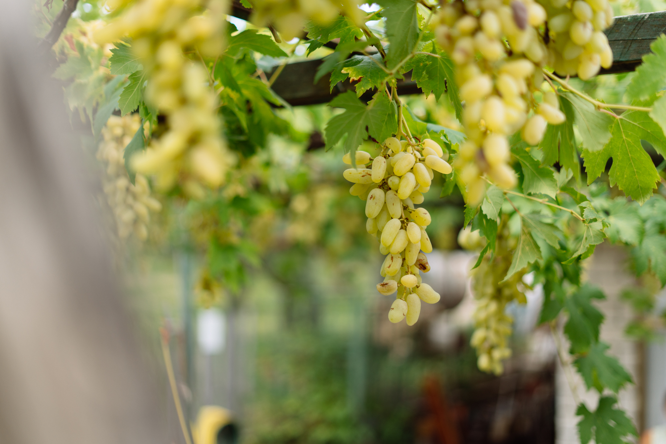 Kocjancic Ido in Matjaz 3