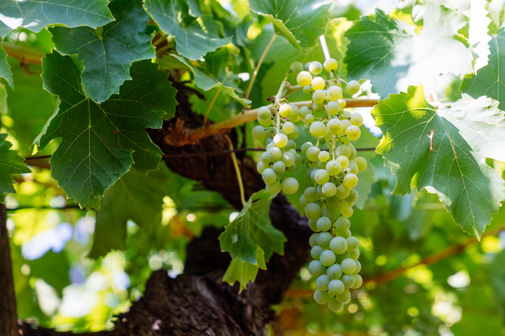 Jurada Melinda in Denis 6