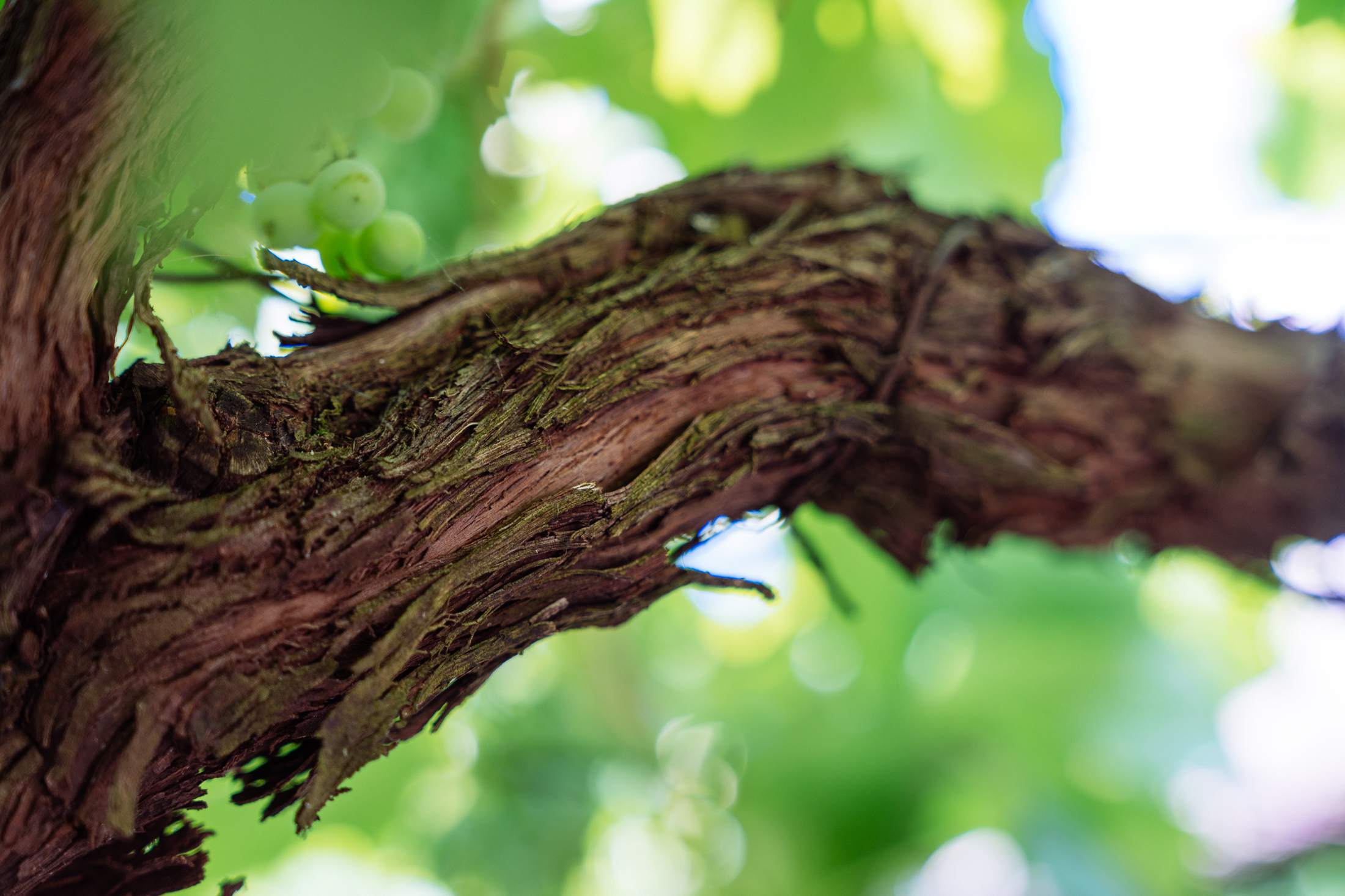 Jurada Melinda in Denis 8